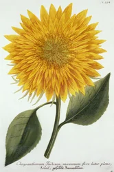 Chrysanthemum Indicum from 